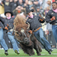 Tell us how running a buffalo around a field with tens of thousands of fans is any good for an animal.